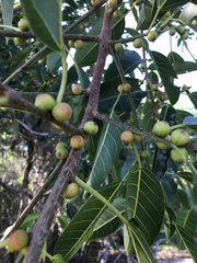 Ficus racemosa