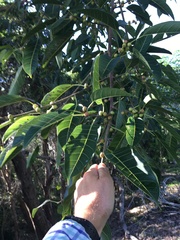 Ficus racemosa