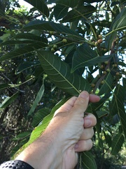Ficus racemosa