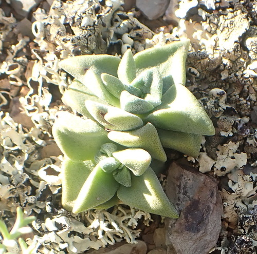 Crassula deltoidea