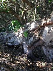 Ficus racemosa