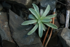 Eritrichium incanum