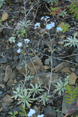 Eritrichium incanum