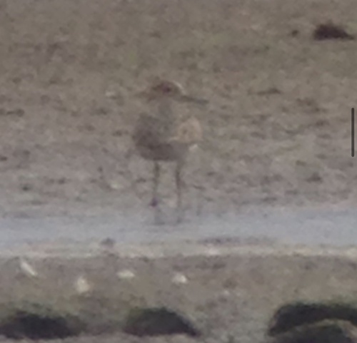 iNaturalist image