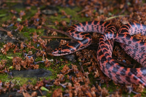 Red-banded Snake