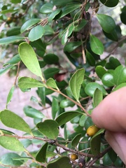 Diospyros humilis