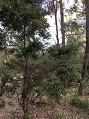 Diospyros humilis