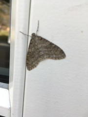 Trichopteryx carpinata