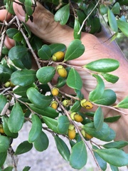 Diospyros humilis