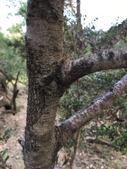 Diospyros humilis