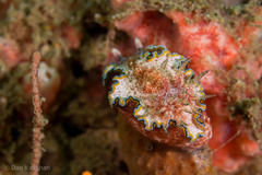 Glossodoris acosti