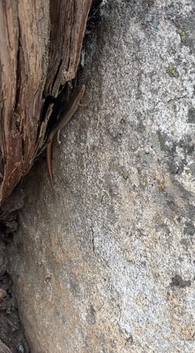 iNaturalist observation photo of Gilbert's Skink