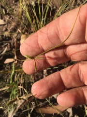 Cyperus gracilis