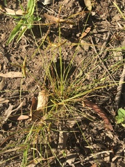 Cyperus gracilis