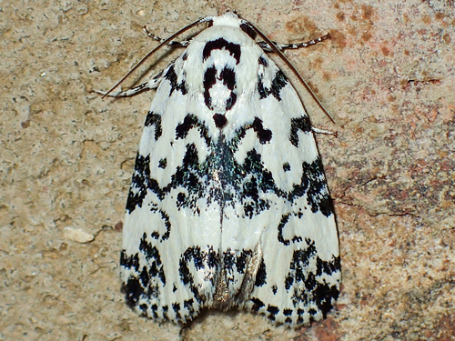 Hebrew Moth photo 5