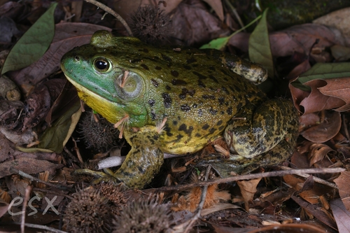 American Bullfrog