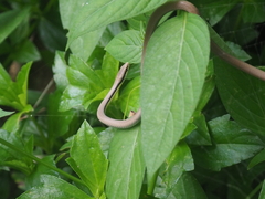 Liopeltis tricolor