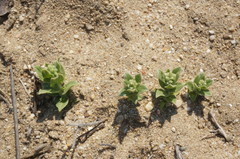 Tournefortia sibirica