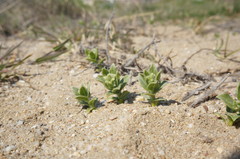 Tournefortia sibirica