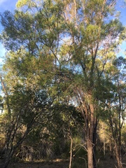 Eremophila mitchellii