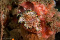 Glossodoris acosti
