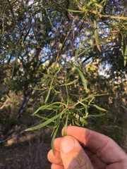 Eremophila mitchellii