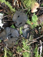 Pseudoplectania vogesiaca