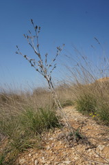 Seseli dichotomum