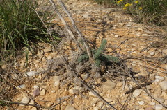 Seseli dichotomum