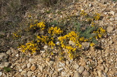 Genista albida