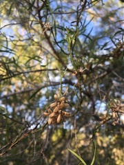 Eremophila mitchellii