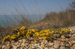 Genista albida