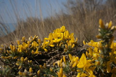 Genista albida