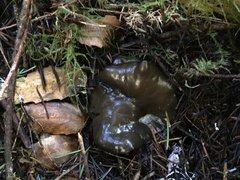 Pseudoplectania vogesiaca