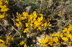 Genista albida