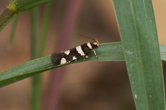 Macrobathra euryleuca