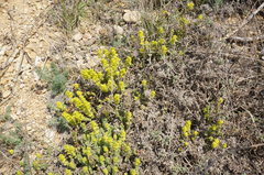 Cruciata taurica
