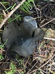 Pseudoplectania vogesiaca