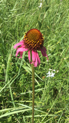 Echinacea atrorubens