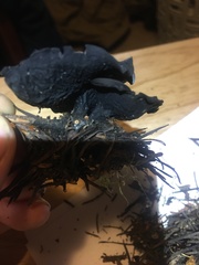 Pseudoplectania vogesiaca