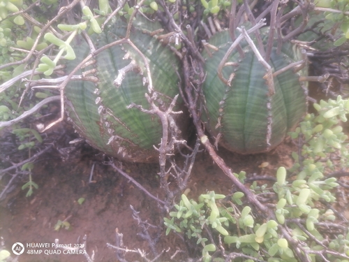 Euphorbia meloformis