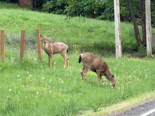 Mule Deer