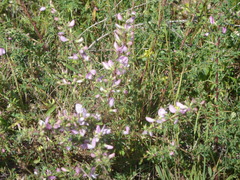 Ononis spinosa spinosa