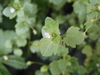 Pink Ivy-leaved Speedwell - Photo (c) Muriel Bendel, some rights reserved (CC BY-NC), uploaded by Muriel Bendel