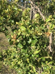 Petalostigma pubescens