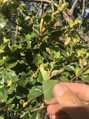 Petalostigma pubescens