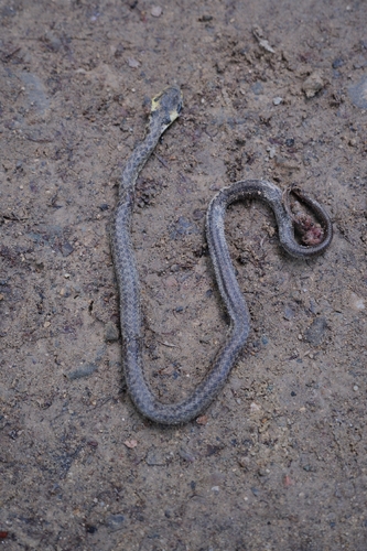 Aesculapian Snake