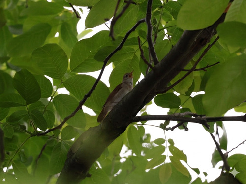 Common Nightingale