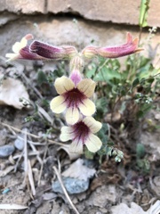Rehmannia glutinosa