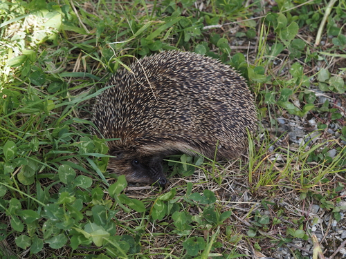 Braunbrustigel